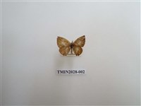 藏品(黑星灰蝶)的圖片